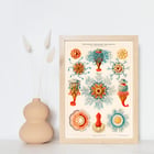 Vintage Quallenillustration Vintage Quallenillustration