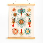 Vintage Quallenillustration Vintage Quallenillustration