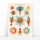 Vintage Quallenillustration Vintage Quallenillustration