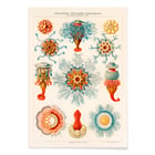 Vintage Quallenillustration Vintage Quallenillustration