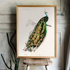 Pavo Cristatus Pavo Cristatus