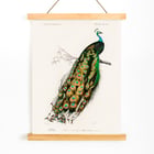 Pavo Cristatus Pavo Cristatus