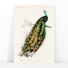 Pavo Cristatus Pavo Cristatus