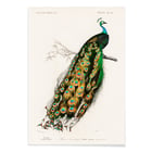 Pavo Cristatus Pavo Cristatus