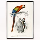 Parrots III Parrots III