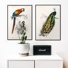 Parrots III Parrots III