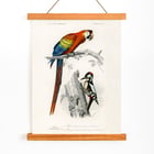 Parrots III Parrots III