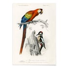 Parrots III Parrots III