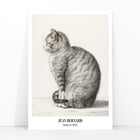 Sitting cat, facing left Sitting cat, facing left