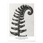 Polystichum Munitum Polystichum Munitum