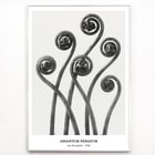 Adiantum pedatum Adiantum pedatum
