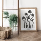 Adiantum pedatum Adiantum pedatum