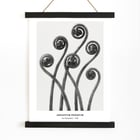 Adiantum pedatum Adiantum pedatum