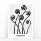 Adiantum pedatum Adiantum pedatum