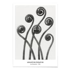 Adiantum pedatum Adiantum pedatum