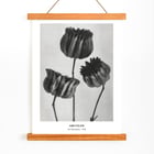 Abutilon Abutilon