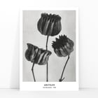 Abutilon Abutilon