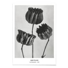 Abutilon Abutilon