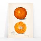 Citrus sinensis Citrus sinensis