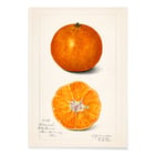 Citrus sinensis Citrus sinensis