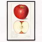 Malus Domestica Malus Domestica