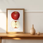 Malus Domestica Malus Domestica