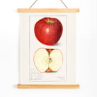 Malus Domestica Malus Domestica