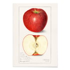 Malus Domestica Malus Domestica