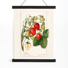 Fragaria Fragaria