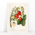 Fragaria Fragaria