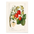 Fragaria Fragaria