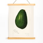 Avocado persea Avocado persea