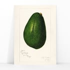 Avocado persea Avocado persea