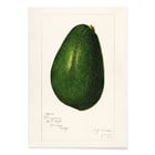 Avocado persea Avocado persea