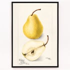 Pyrus Communis