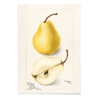 Pyrus Communis