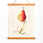 Pyrus Communis 2