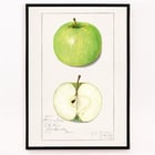 Malus Domestica Malus Domestica