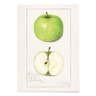Malus Domestica Malus Domestica