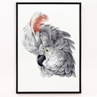 Cockatoo Head Cockatoo Head