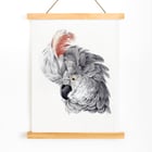 Cockatoo Head Cockatoo Head