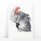 Cockatoo Head Cockatoo Head