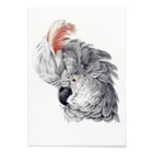 Cockatoo Head Cockatoo Head