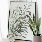 Olive branches Olive branches