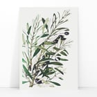 Olive branches Olive branches