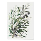 Olive branches Olive branches