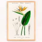 Bird of paradise Bird of paradise