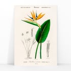 Bird of paradise Bird of paradise