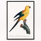 The Sun Parakeet The Sun Parakeet