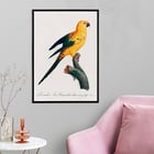 The Sun Parakeet The Sun Parakeet